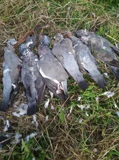 Дикий голубь ворковал на вершине высокой сосны