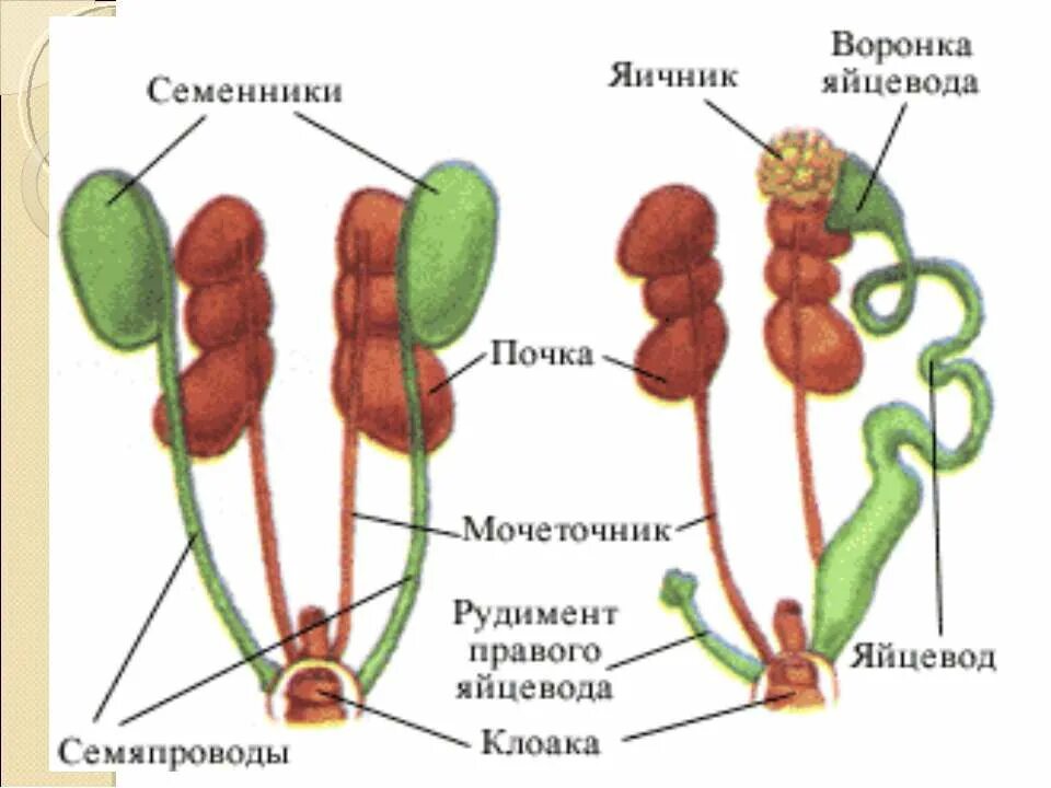 Строение органов размножения птиц