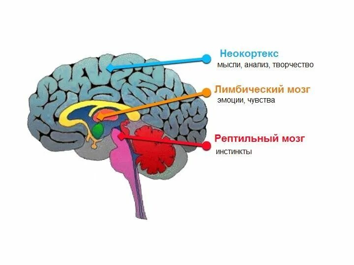 Отделы мозга рептильный мозг. Рептильный мозг и лимбическая система. Отделы мозга рептильный мозг неокортекс. Неокортекс лимбическая система и рептильный мозг. Рептильный мозг неокортекс