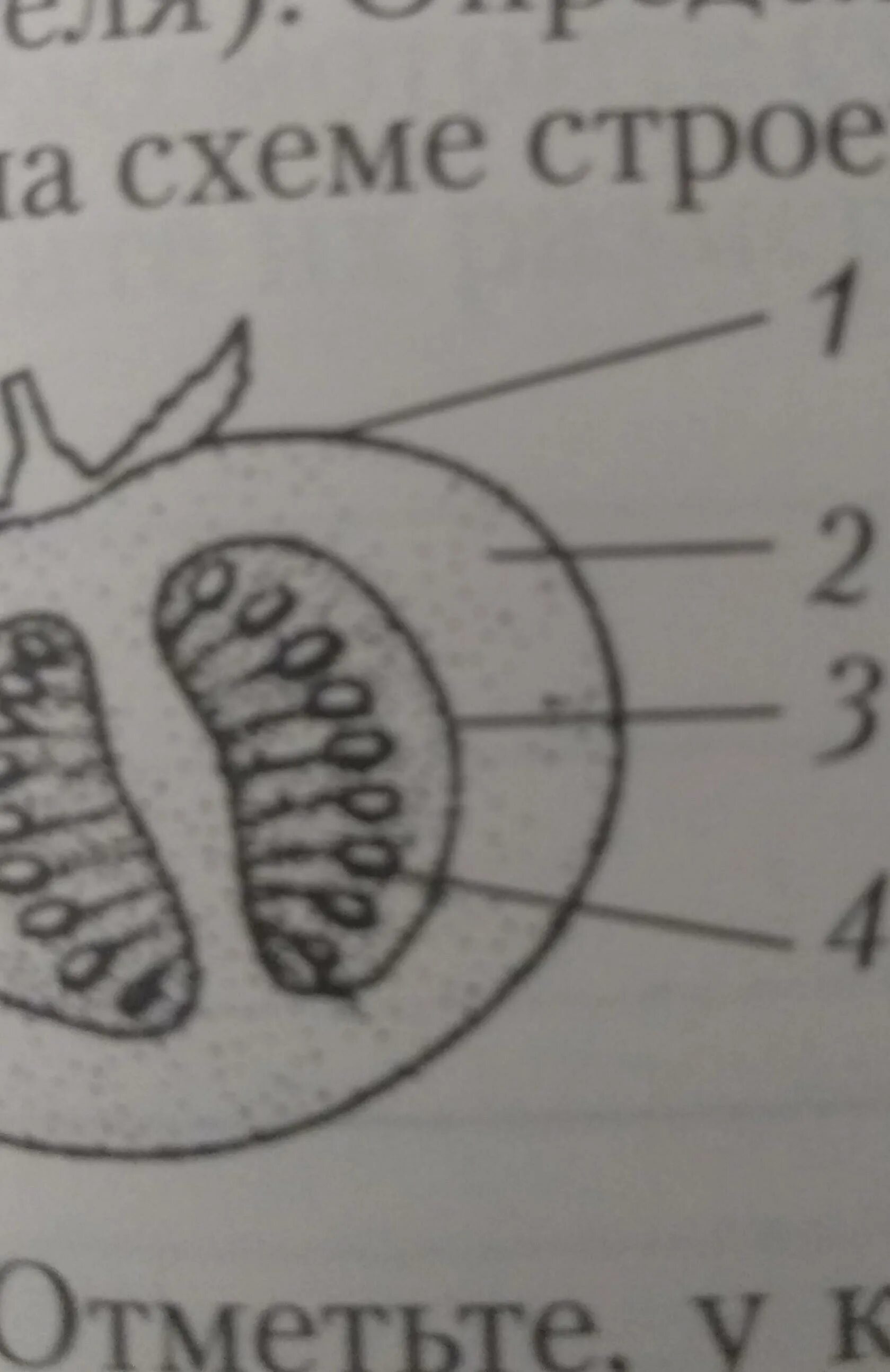 Семя томата схема. Строение плода. Строение плода томата. Строение плода помидора. Строение плода рисунок.