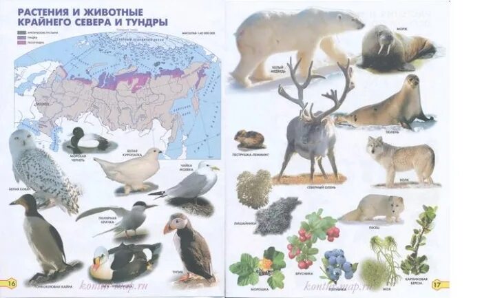 Природная зона крайнего севера россии. Животные и растения крайнего севера. Животные севере и ьундры. Тундра животные и растения. Животный мир тундры для детей.
