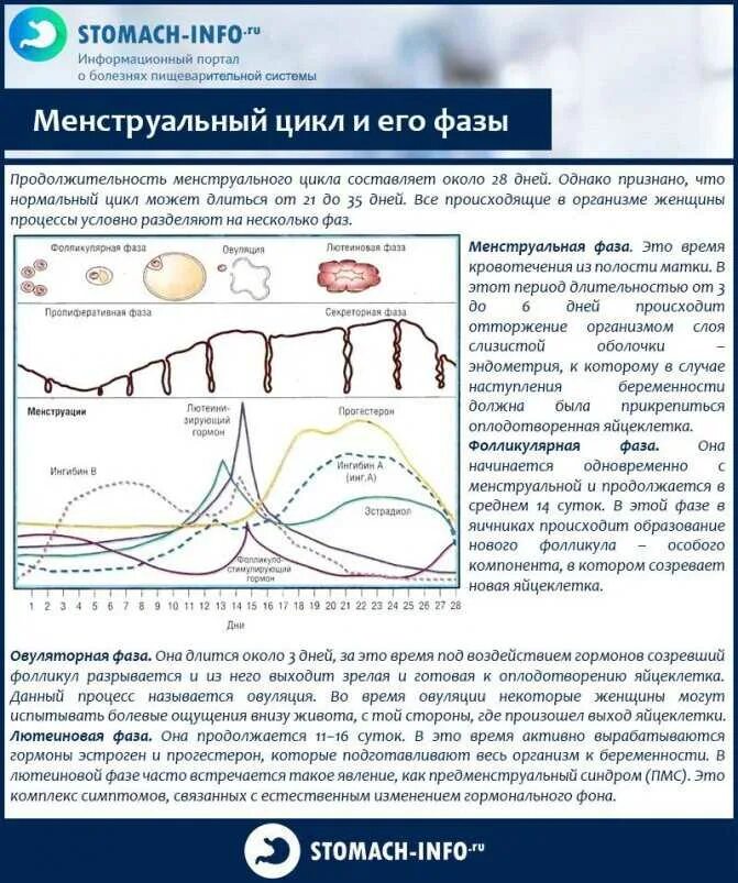 Месячные циклы у женщин норма таблица Гормон овуляции