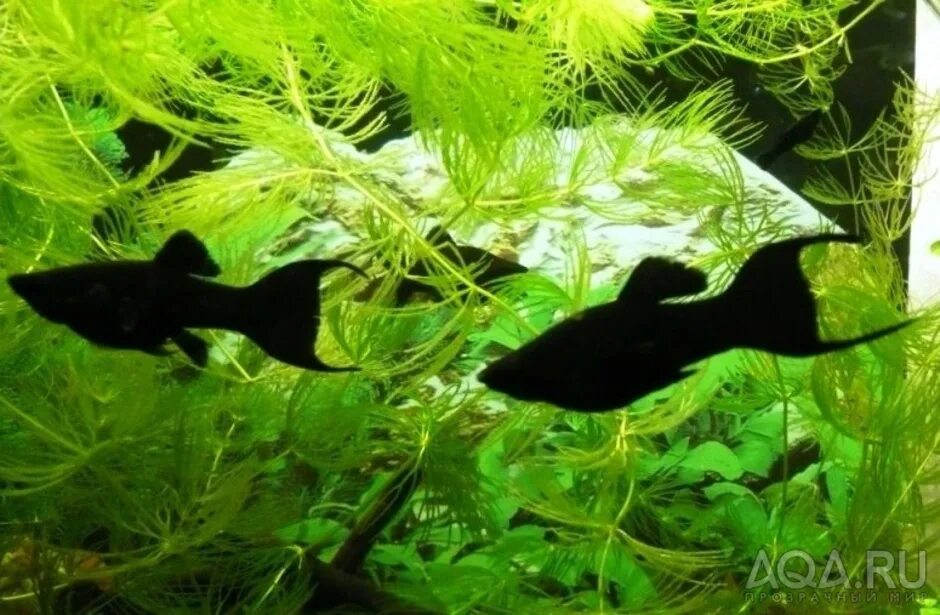 Как отличить самца моллинезия. Моллинезия аквариумная рыбка. Чёрная Моллинезия самка. Моллинезия чёрная самец и самка.
