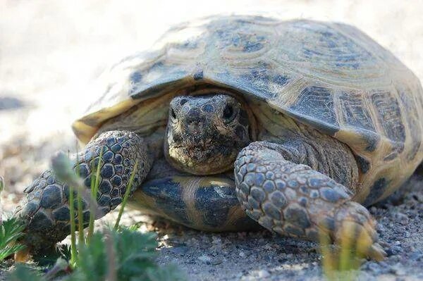 Время жизни черепах. Testudo horsfieldii. жизнь черепах. среднеазиатская черепаха в природе. продолжительность жизни черепахи сухопутной.