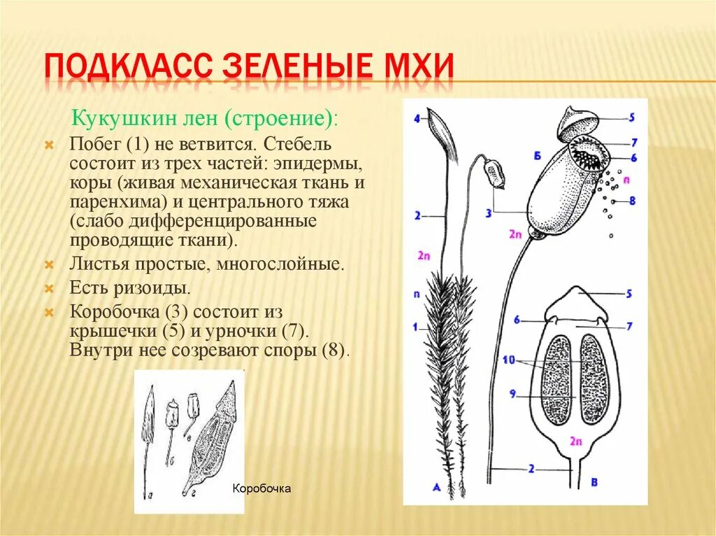 Органы зеленого мха. Кукушкин лен строение коробочки. Строение коробочки спорогона мхов. Кукушкин лен споры в коробочке. Строение спорогона Кукушкина льна.