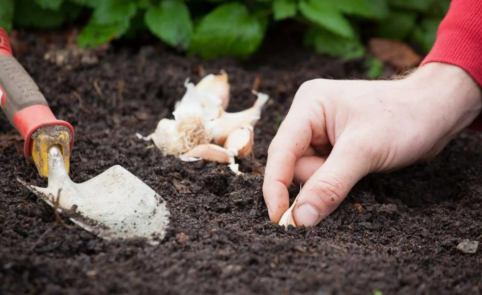 Посадка чеснока. Когда в августе сажать чеснок. Бульбочки озимого чеснока. Посадка чеснока под зиму. Грядка под чеснок.