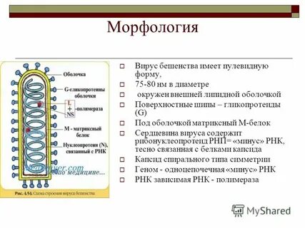 Вирус имеющий простое строение