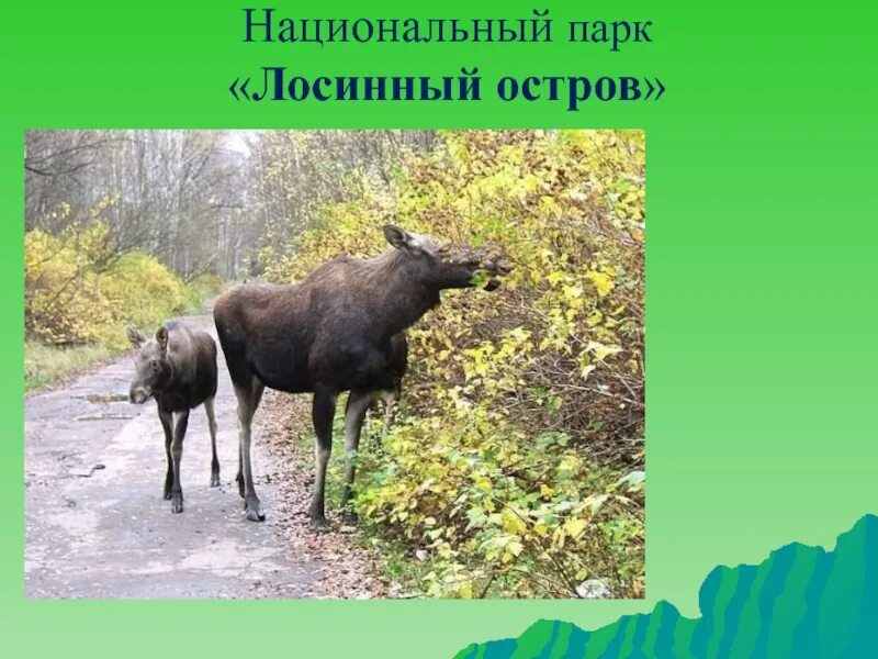 Лосиный остров доклад. Сообщение о заповеднике лосиный остров. Заповедник лосиный остров доклад 4 класс. Лосиный остров заповедник. Сообшенее о «лосиный остров».