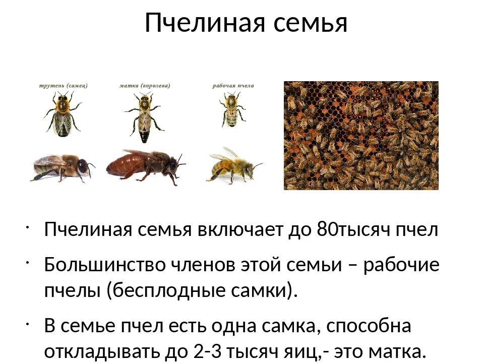 Структура пчелиной семьи схема. Состав семьи пчел. Пчелиная семья. Жизнь пчелиной семьи. Жизнь пчел рабочих