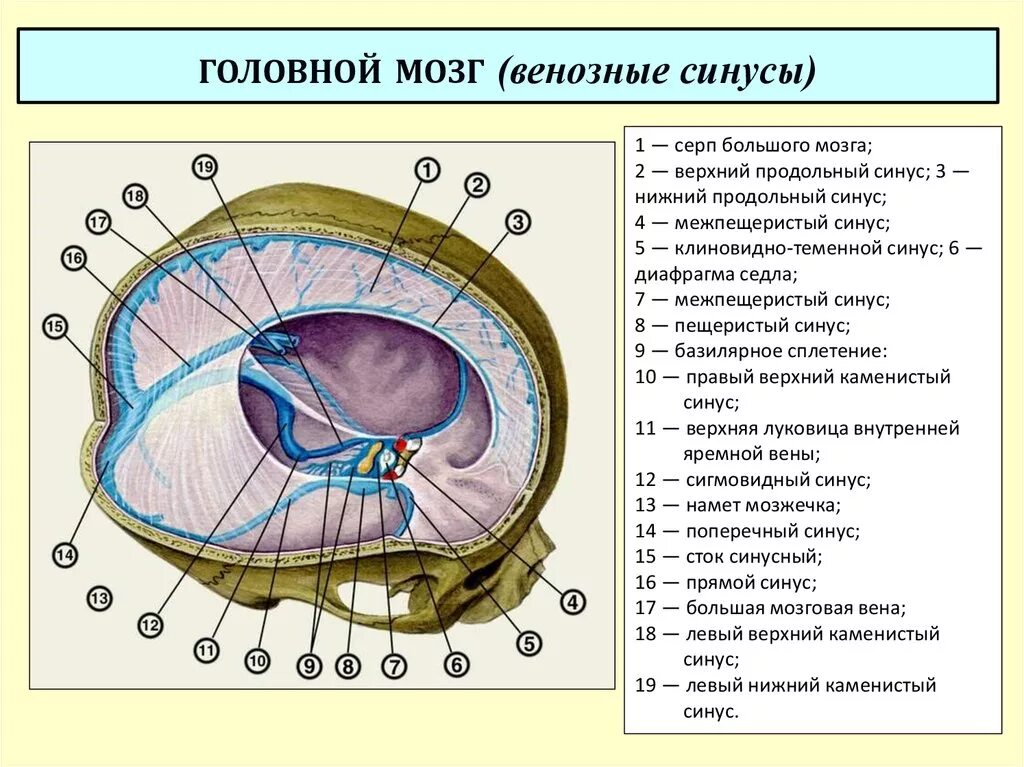 Синусы оболочек головного мозга. Синусы твердой оболочки мозга. Синусы твердой мозговой оболочки Сема. Синусы твердой мозговой оболочки схема. Вены синусы твердой мозговой оболочки.