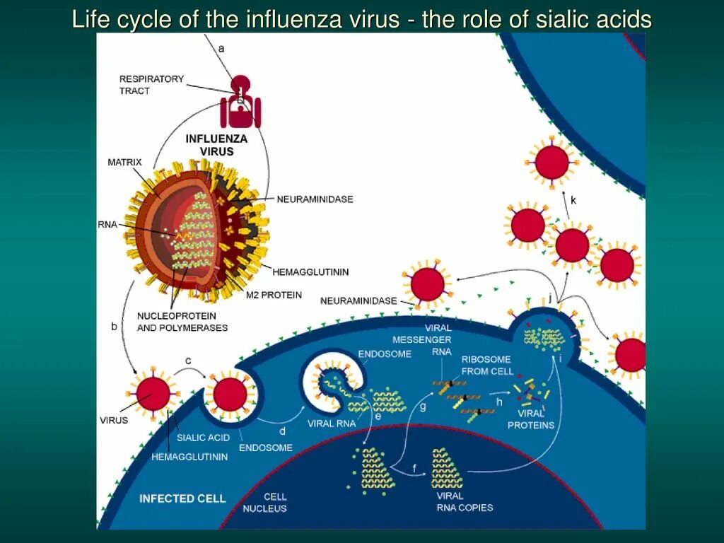 Вирус influenza. Virus Life Cycle. Virus Replication Cycle.