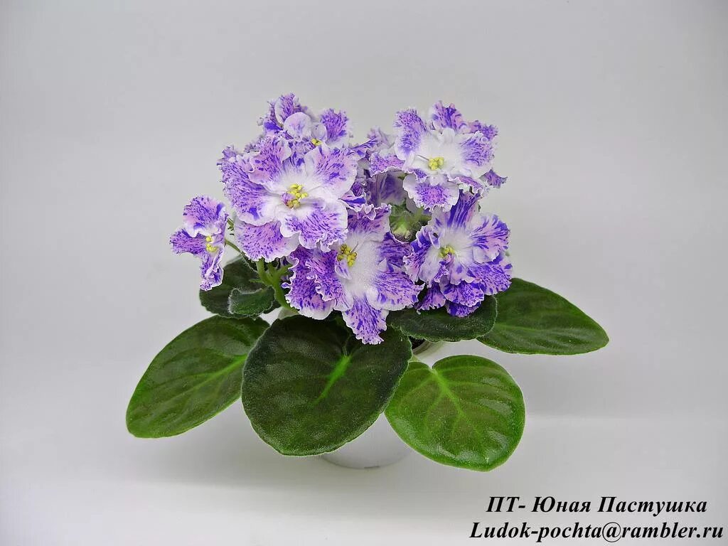 Пт юная пастушка фиалка. Сенполия пт-юная пастушка. Сорт фиалки юная пастушка. Молодые п т молодые п т. Пряжа молодежная пехорка 91.