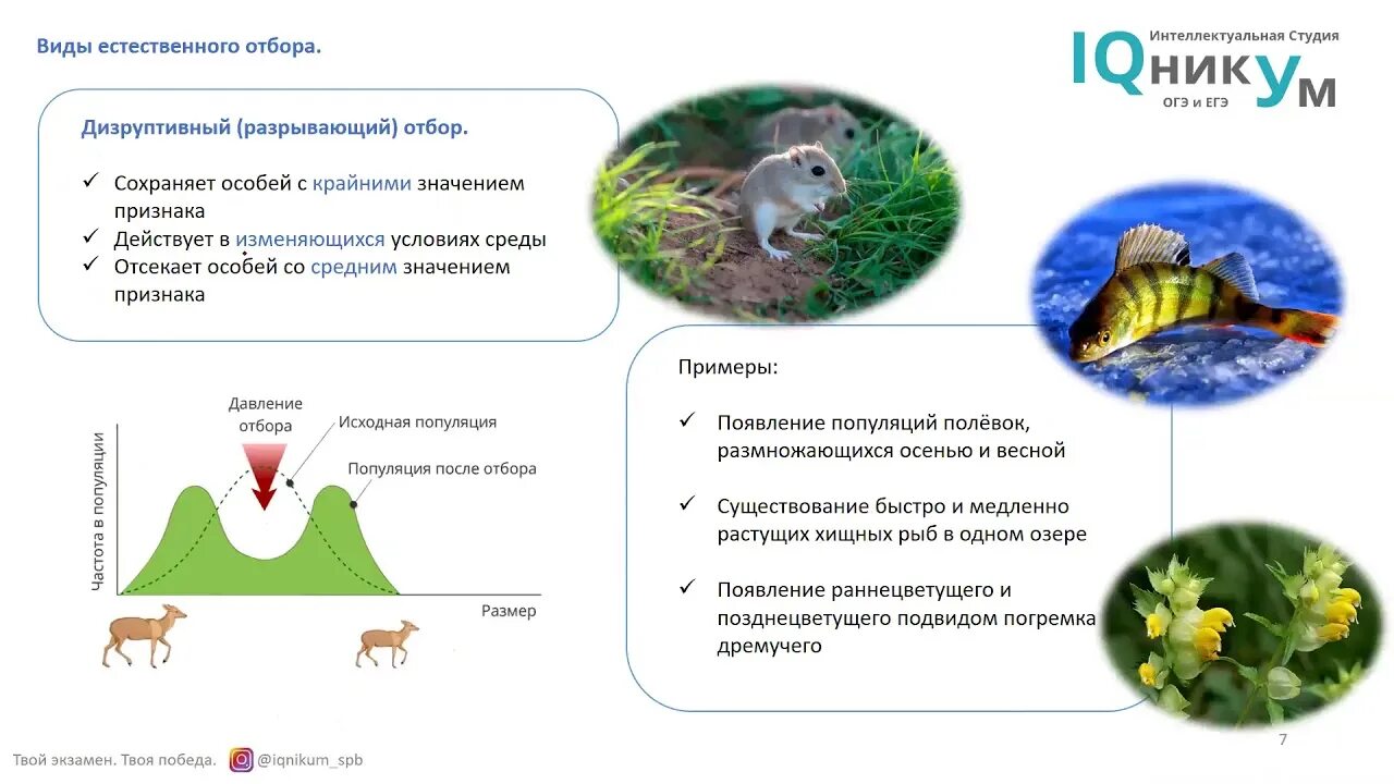 Не являются примерами действия естественного отбора. Стабилизирующий Тип естественного отбора. Движущий Тип естественного отбора. Естественный отбор движущий и стабилизирующий. Движущий отбор это естественный отбор.