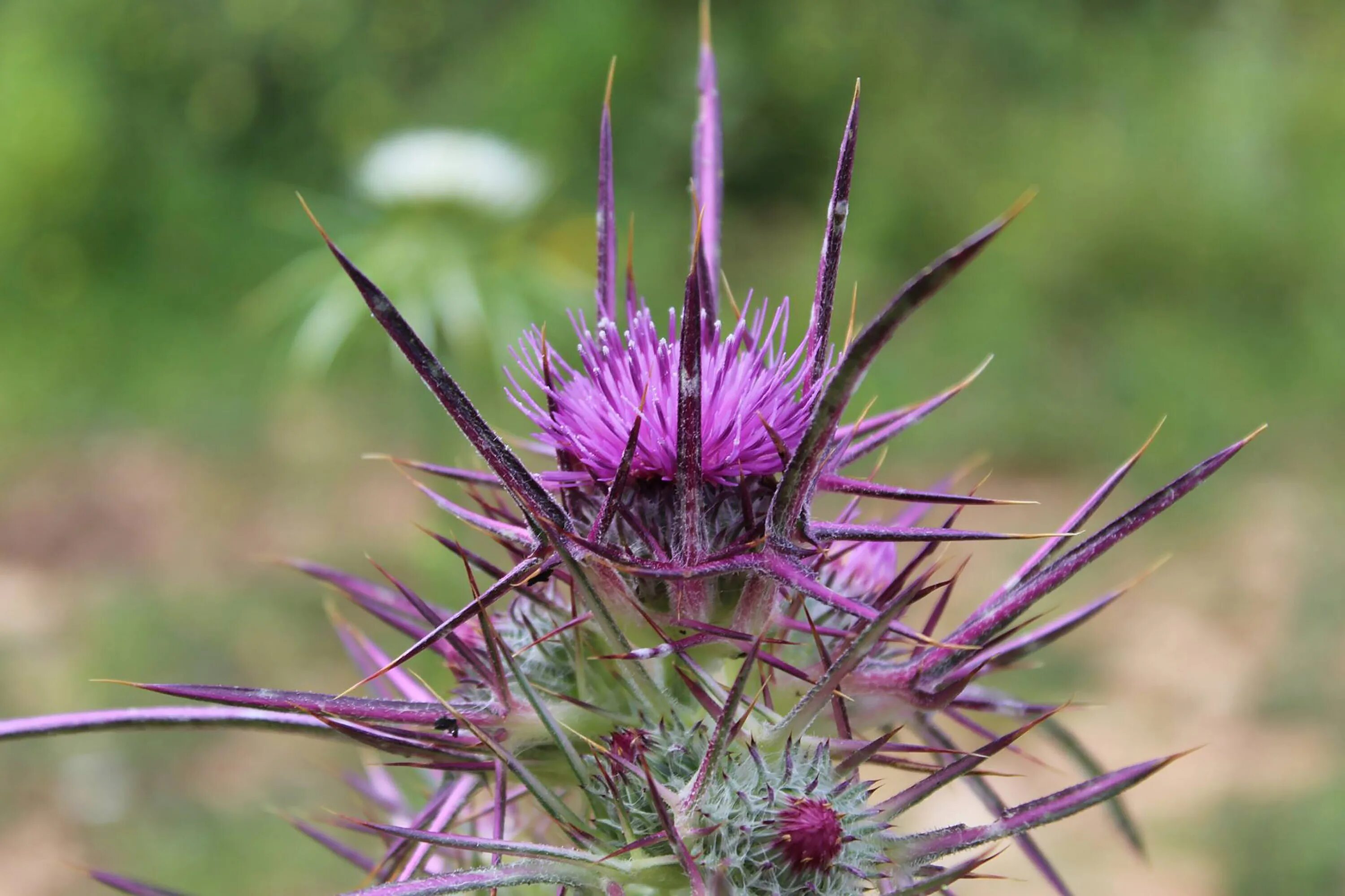 Татарник колючий чертополох. Татарник зеленый колючий. Колюч. Татарник колючий чертополох. Татарник чертополох.