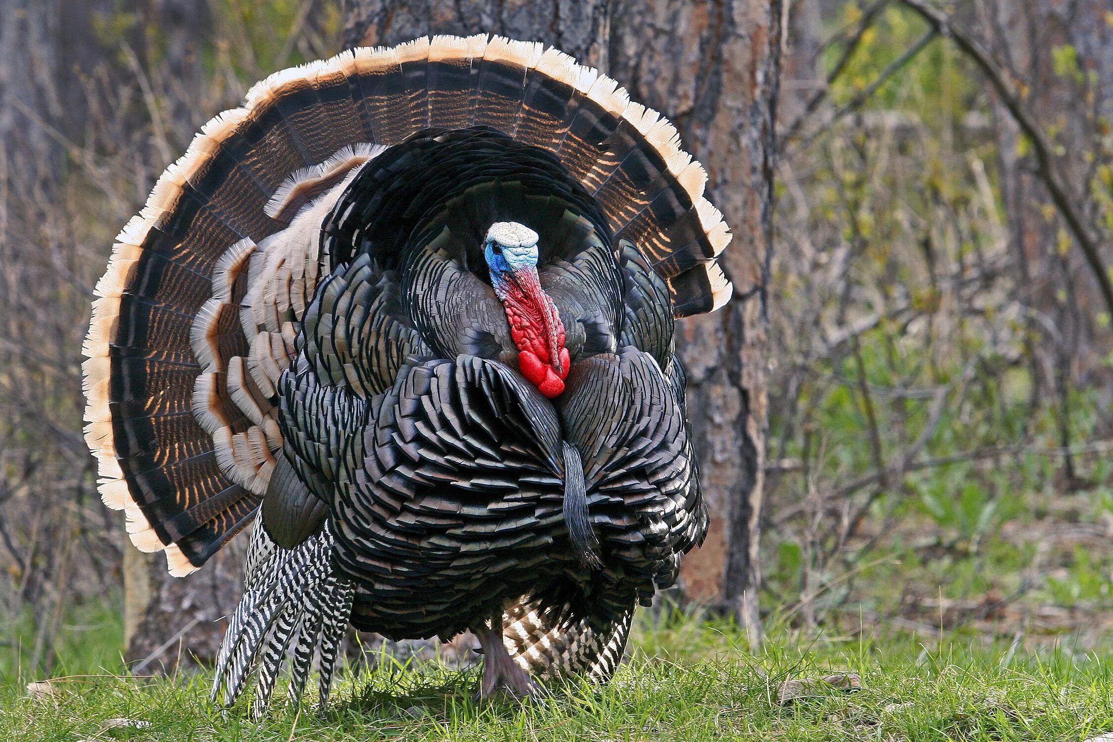 Turkey индюк. Дикая индейка. Злой индюк. Индейка в дикой природе. Горная индейка 4