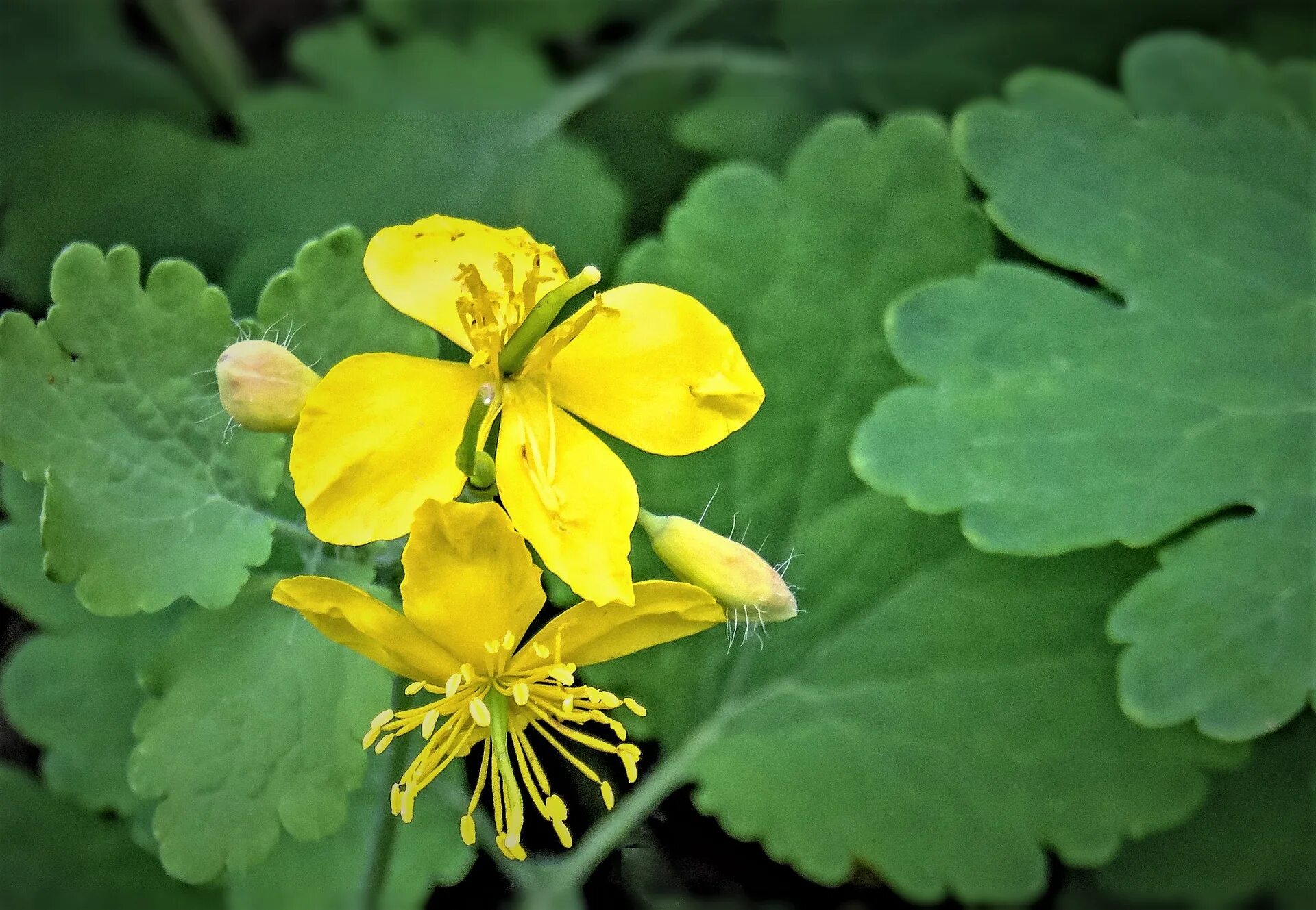 Chelidonium majus. Chelidonium. Хелидониум (чистотел).. Чистотел соцветие. Чистотел бородавник.