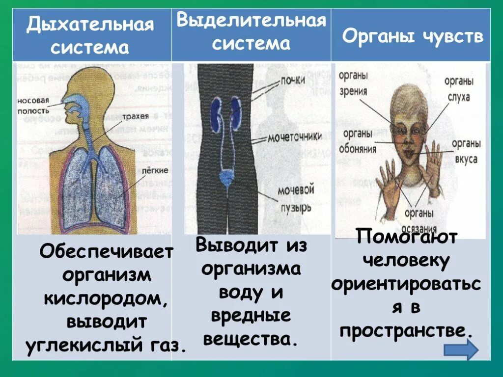 Органы дыхания чувств. Дыхательная система человека схема лёгких. Дыхательная система механизм дыхания. Презентация искусство и дихання. Строение легких и бронхов человека.