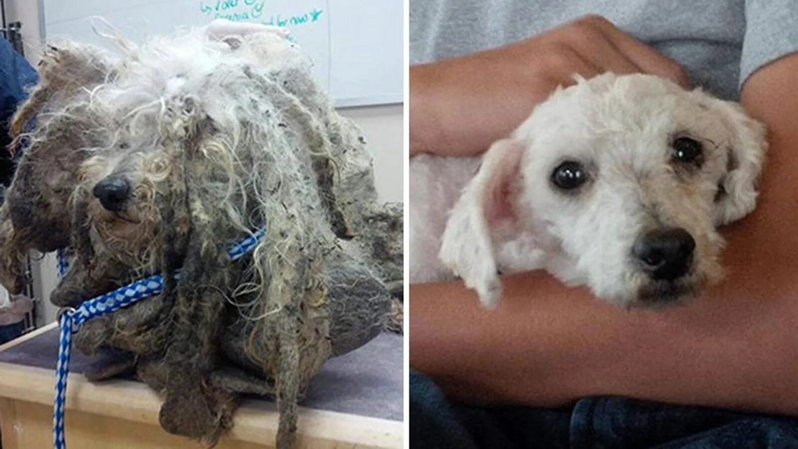 Собаки до и после спасения. Собаки спасатели. Спасение собак. Спасение собак. Собаки спасатели.