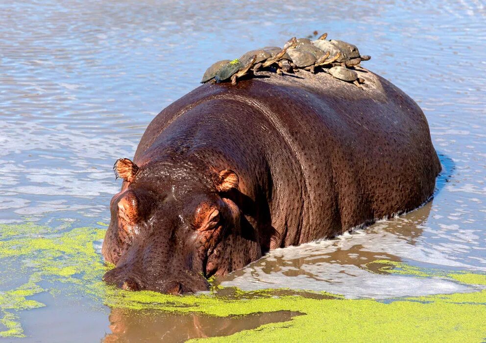 Гиппопотам и Бегемот. Нильский Бегемот. Hippopotamus amphibius. Животные Африки Бегемот. Монстр бегемот живу как домашний питомец