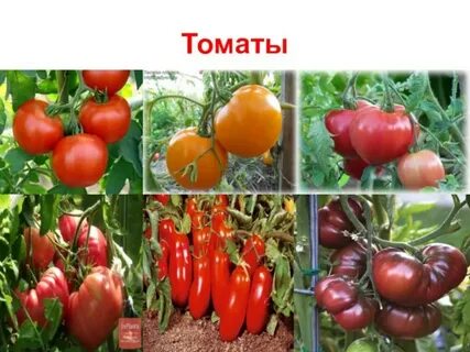 Растения старого света