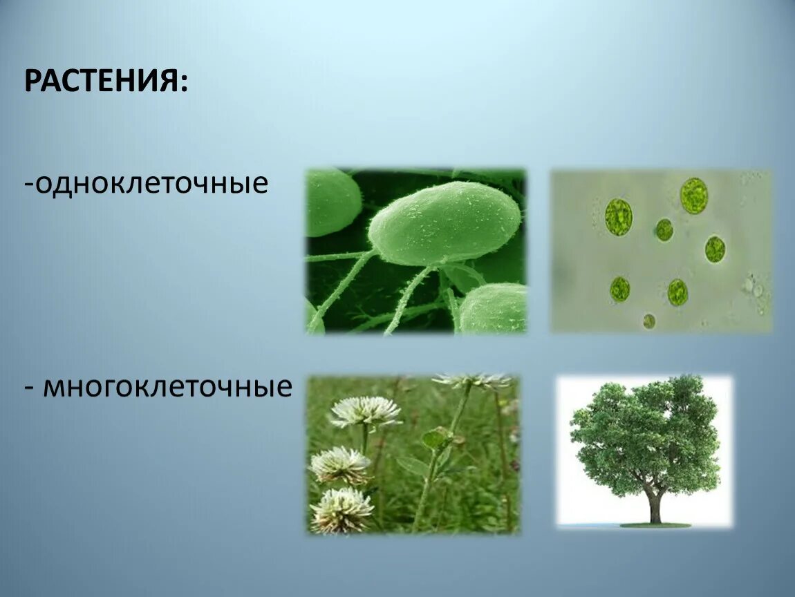 Одноклеточные и многоклеточные растения. Царство растений одноклеточные. Одноклеточные растения 5 класс биология. Одноклеточный организм царство растений.