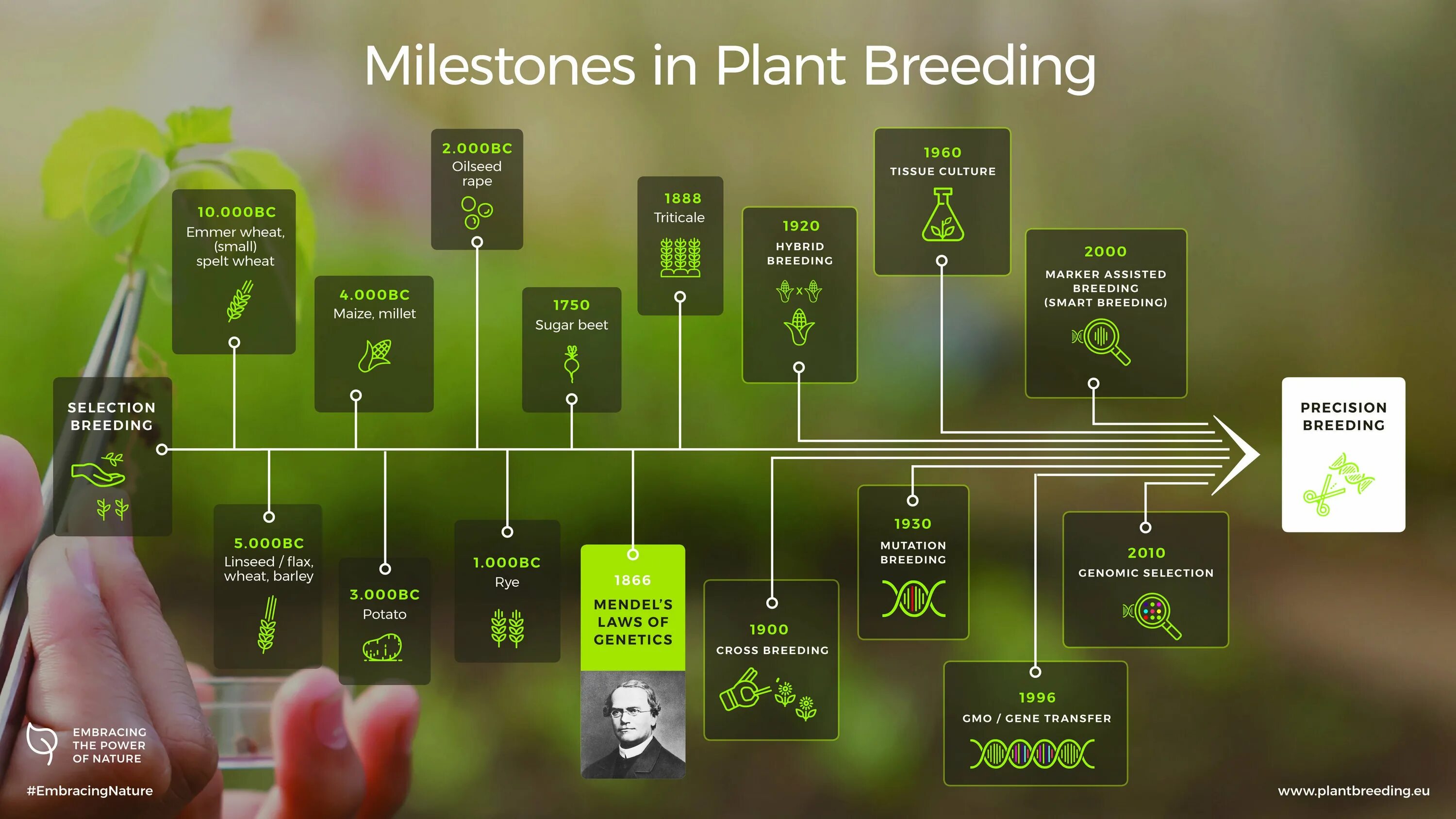 Plant breeding. Selective breeding of Plants. Оксифлурин Плант. Seed breeding. Вс плант