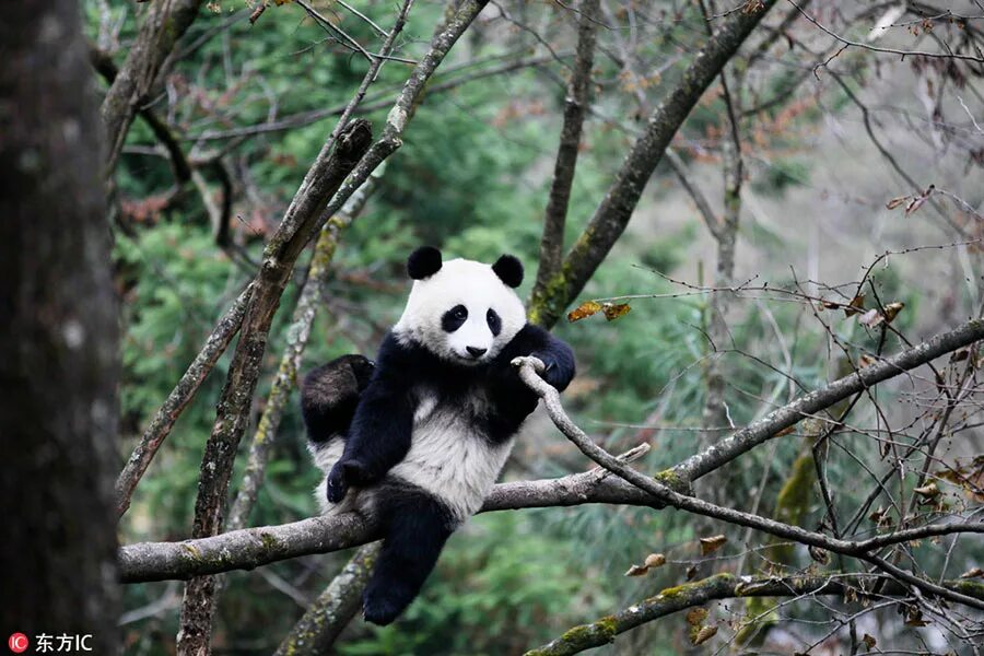 Panda falling trees
