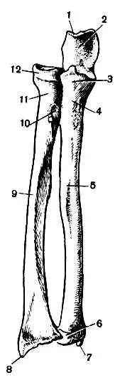 Кости предплечья правые. Шиловидный отросток лучевой кости. Кости предплечья правые. Кости предплечья правые. Локтевая кость анатомия синельников.