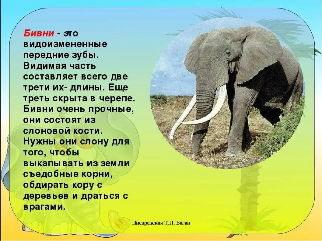 Где живут слоны. Где живут сёмы. Сообщение о слоне. Доклад про слона. Информация про слона