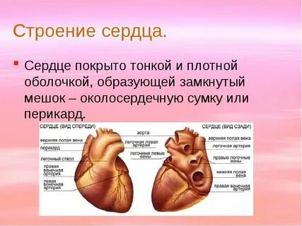 Плотные оболочки