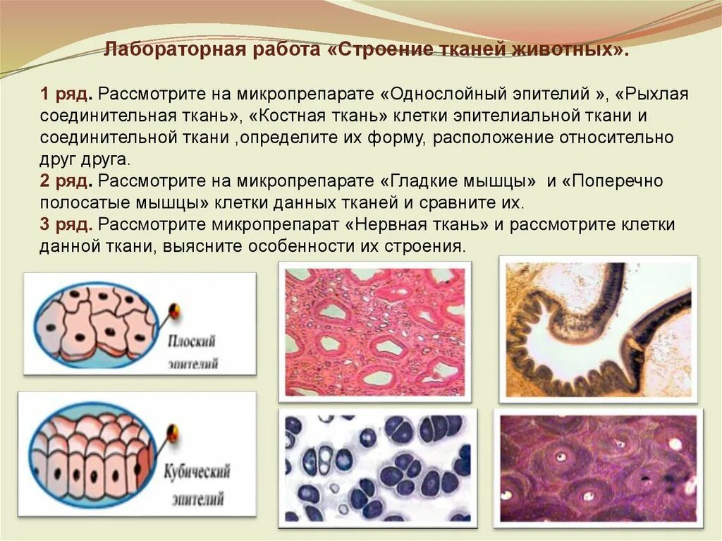 Строение эпителиальной ткани животного. Строение эпителий соединительной ткани. Строение соединительной ткани 7 класс. Эпителиальная ткань и соединительная ткань. Укажите ткань животного