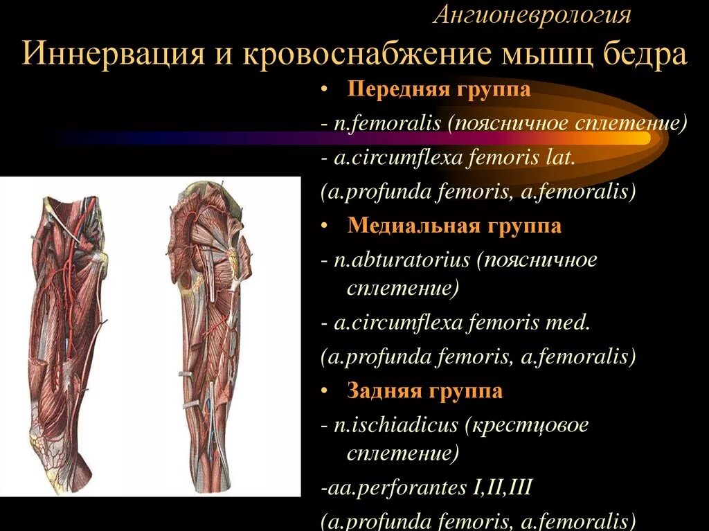 Иннервирует гладкие мышцы. Передняя группа мышц бедра кровоснабжается. Передняя группа мышц бедра иннервация. Тонкая мышца бедра анатомия иннервация. Передняя группа мышц бедра кровоснабжение.