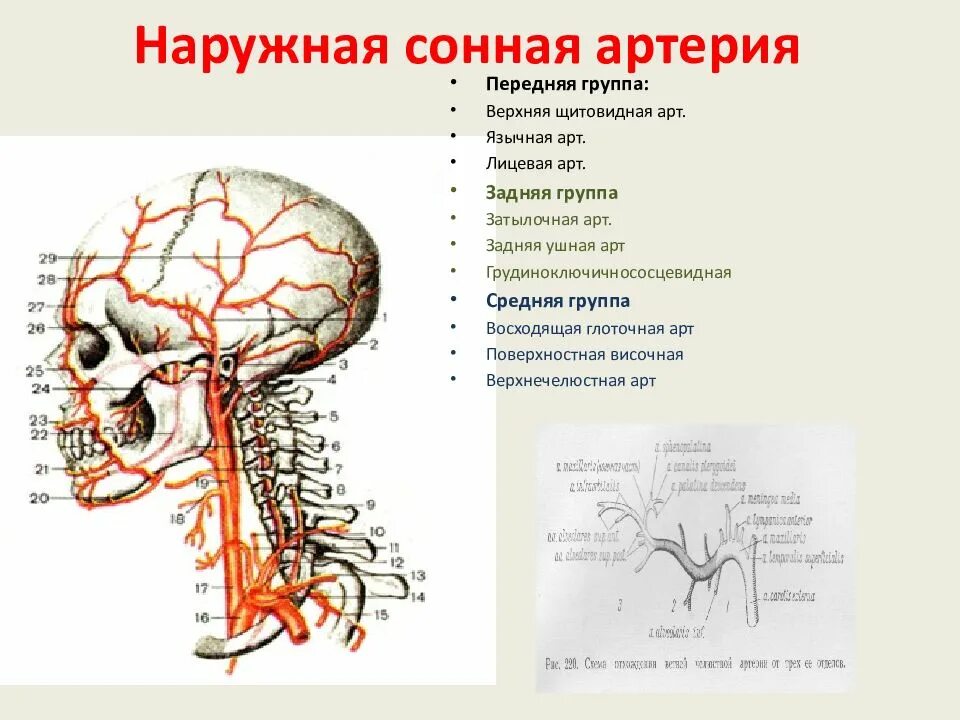 Статья артерия жизни по дну чего. Наружная Сонная артерия анатомия топография. Внутренняя Сонная артерия кровоснабжение схема. Наружная Сонная артерия анатомия ветви. Конечные ветви наружной сонной артерии анатомия.