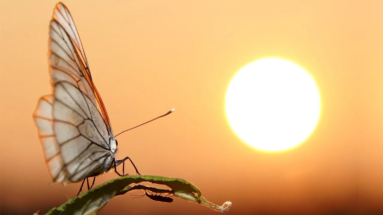 неоновые бабочки. свет бабочка. светящиеся мотыльки. светящаяся в темноте бабочка. бабочка в полете.