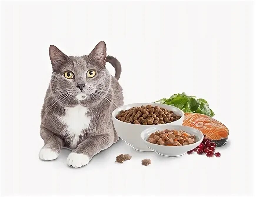 Кошачий корм cat. Корм для кошек. кошачий корм кот. кошачий корм на белом фоне. кот кушает.