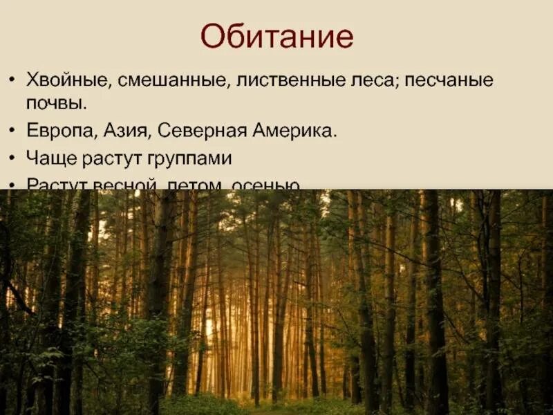 Условие обитание в хвойных лесах. Синквейн по смешанным и широколиственным лесам. Условия обитания хвойных лесов.