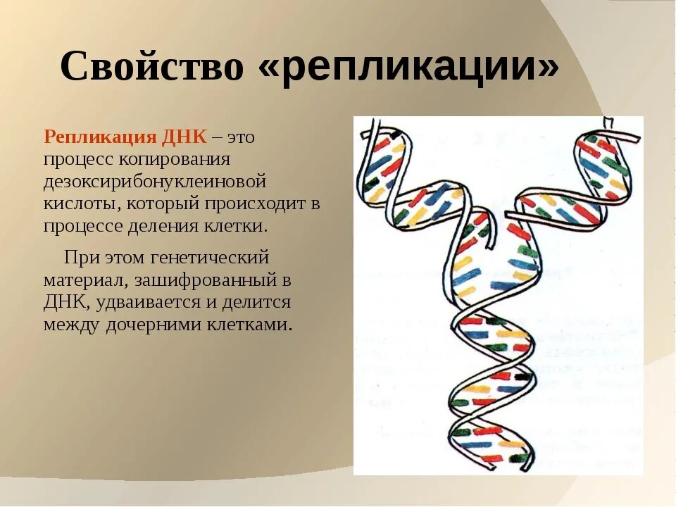 Репликация самоудвоение ДНК. Свойства репликации ДНК. Репликация ДНК биология. Репликация и репарация ДНК. Значение молекул днк