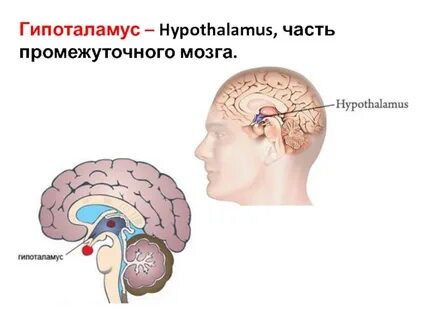 Контролируется гипоталамусом