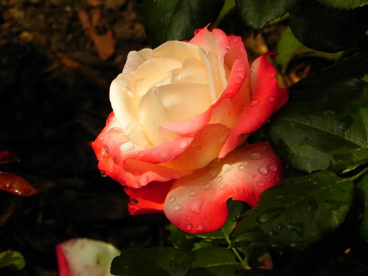 Rose romance