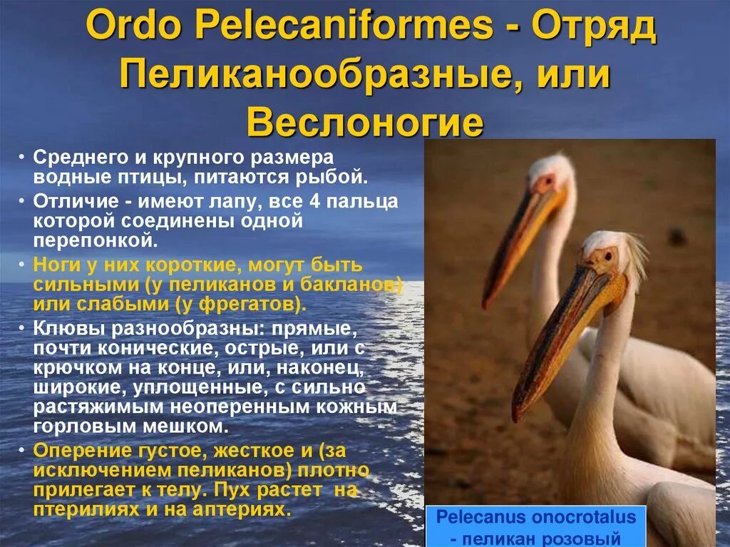 Класс птицы образ жизни. Характеристика отряда Пеликанообразные. Отряд Пеликанообразные, или веслоногие. Представители отряда пеликанообразных. Веслоногие птицы представители.