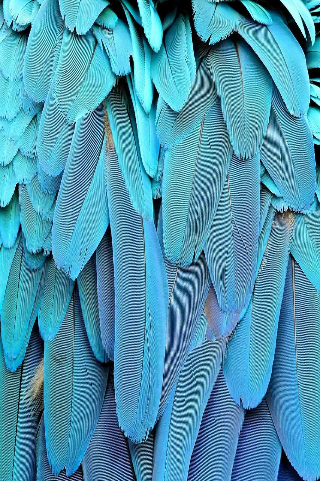 Blue Feather Texture Art