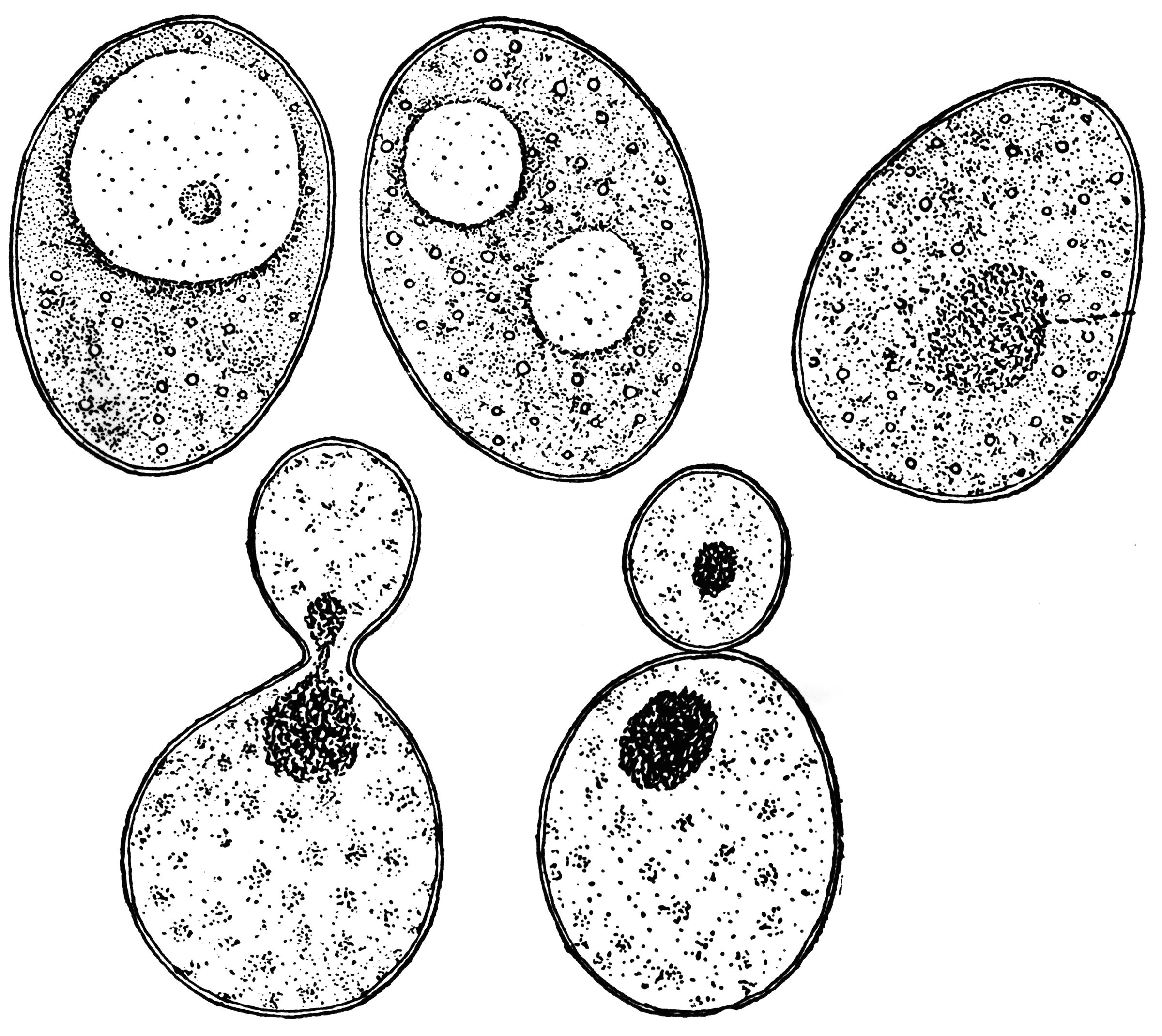 Оборудование для изучения клеток дрожжевых грибов. Дрожжей Saccharomyces cerevisiae микроскопия. Пекарские дрожжи строение клетки. Клетка гриба дрожжи. Почкование дрожжей под микроскопом.