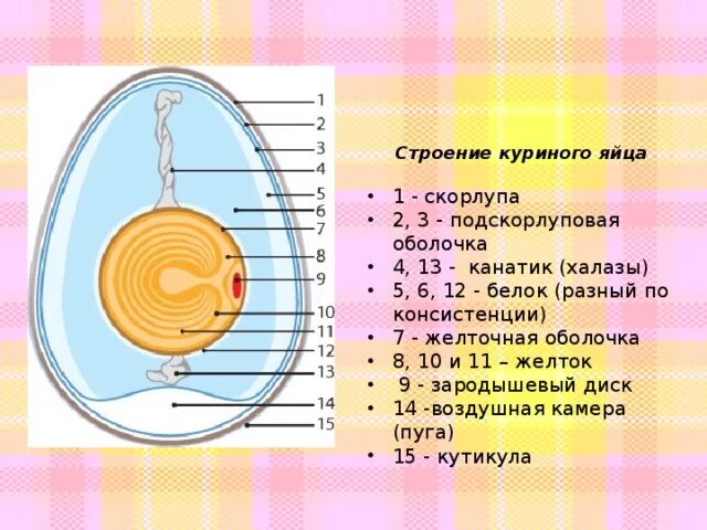 Подскорлуповая оболочка функции в яйце. Строение халазы в яйце. строение куриного яйца. строение яйца курицы. строение скорлупы куриного яйца.