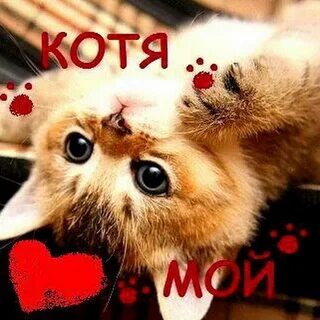 Мой котик