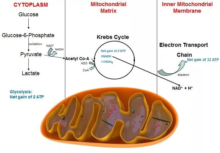 Дыхание в митохондриях. Гликолиз в митохондрии. Митохондрия процесс. Цикл в митохондриях. Митохондрия аэробный