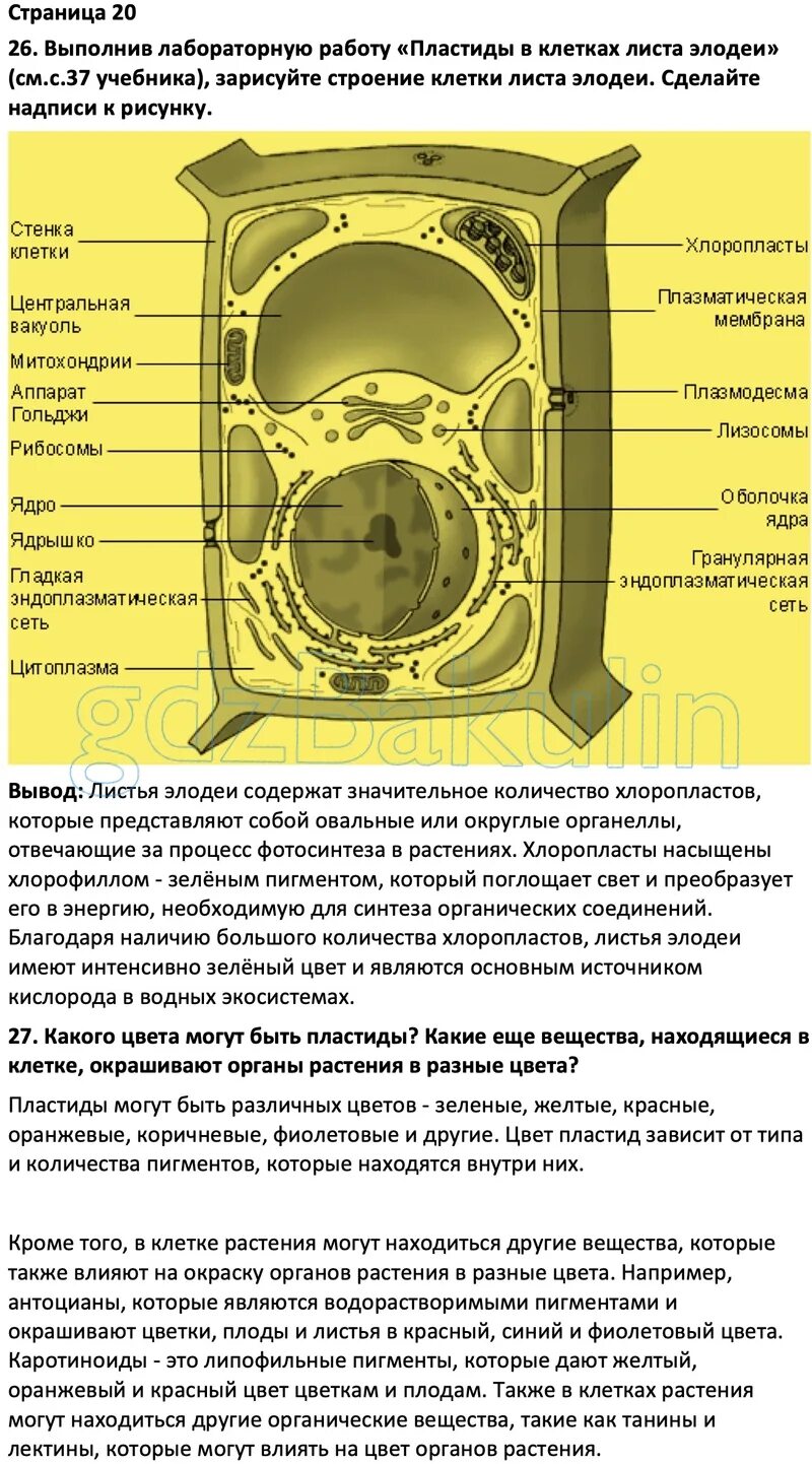 Впр биология 5 класс пасечник с ответами. Биология 5 класс рабочая тетрадь Пасечник с шишкой. Биология 5 класс рабочая тетрадь строение клетки. Рабочая тетрадь по биологии 5 класс Пасечник 2023.