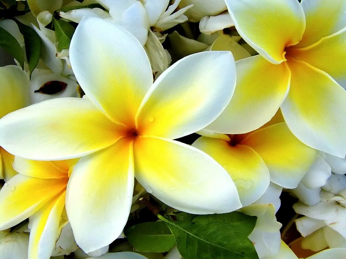 Плюмерия Франжипани манго. Тиаре Плюмерия. Магнолия Плюмерия. Плюмерия белая. Симпатичный цветок