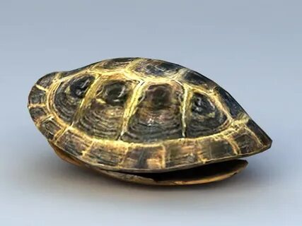 Lelebear turtle power shell