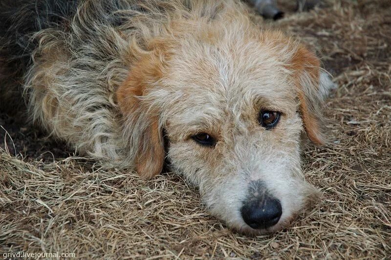 бездомные собаки. бедная собачка. бедная собачка. бедная собачка. бродячие собаки.