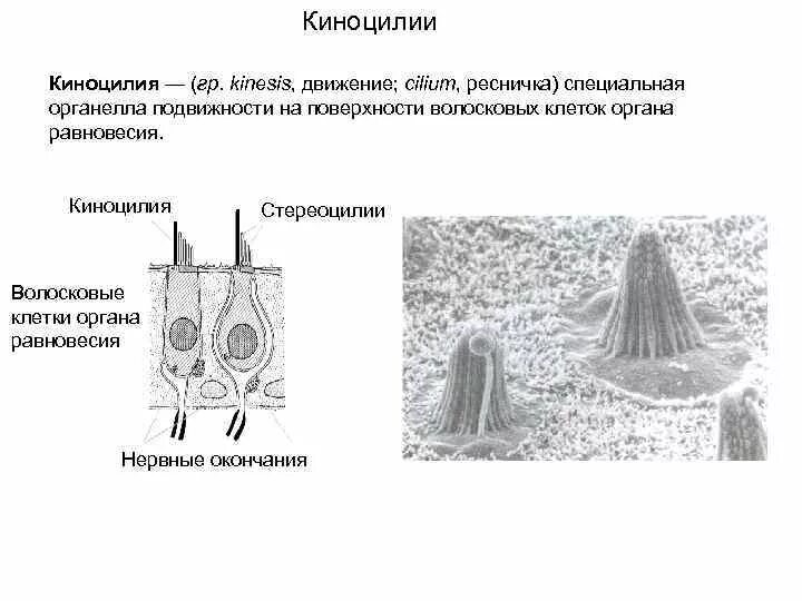 Клетки равновесия. Киноцилия волосковых клеток. Киноцилия волосковых клеток органа равновесия. Волосковые клетки вестибулярного аппарата. Киноцилия гистология.